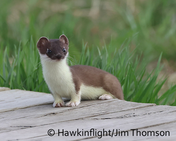 Weasel