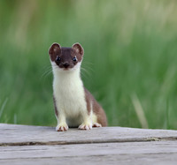 Weasel