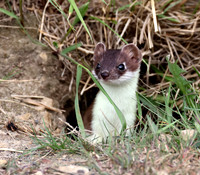 Weasel