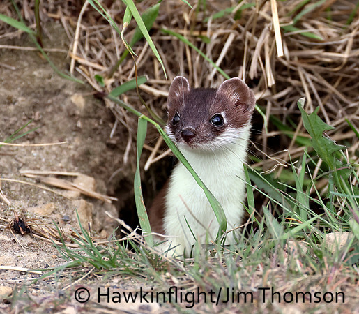 Weasel