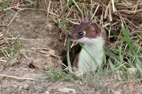 Weasel