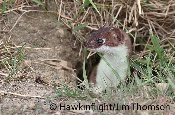 Weasel