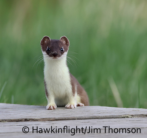 Weasel