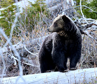 Grizzly Bear