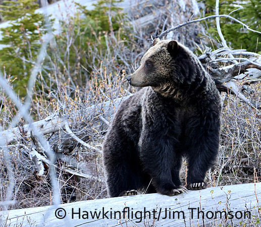 Grizzly Bear