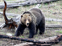 Grizzly Bear