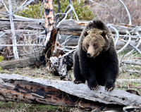 Grizzly Bear