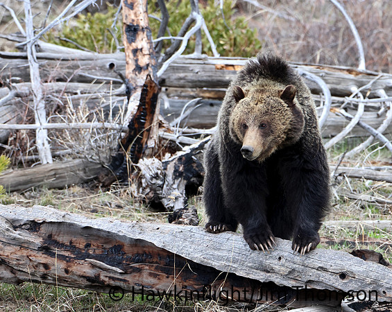 Grizzly Bear