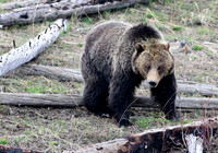 Grizzly Bear