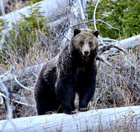 Grizzly Bear