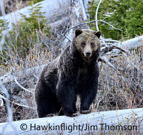 Grizzly Bear