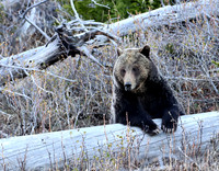 Grizzly Bear
