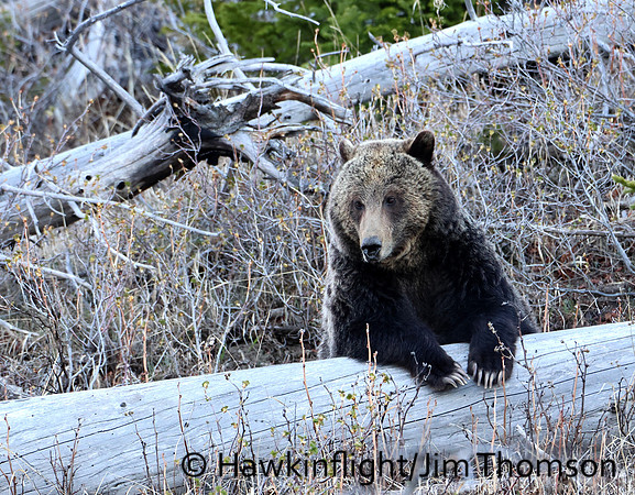 Grizzly Bear