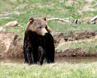 Grizzly Bear