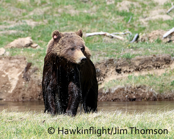 Grizzly Bear