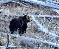 Grizzly Bear