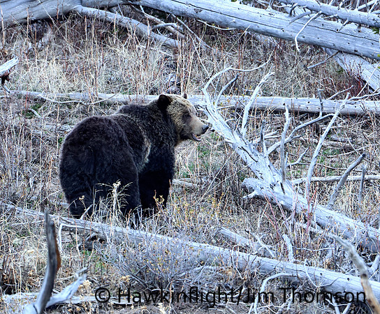 Grizzly Bear