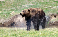 Grizzly Bear