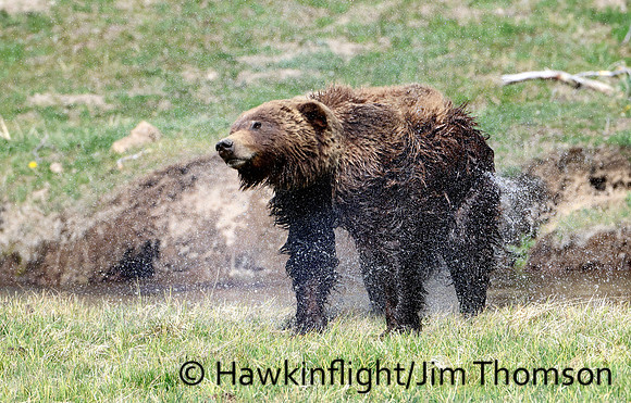 Grizzly Bear