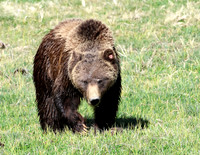 Grizzly Bear
