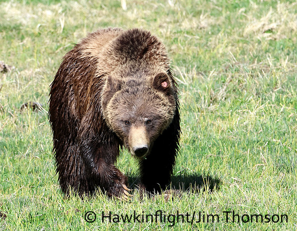 Grizzly Bear