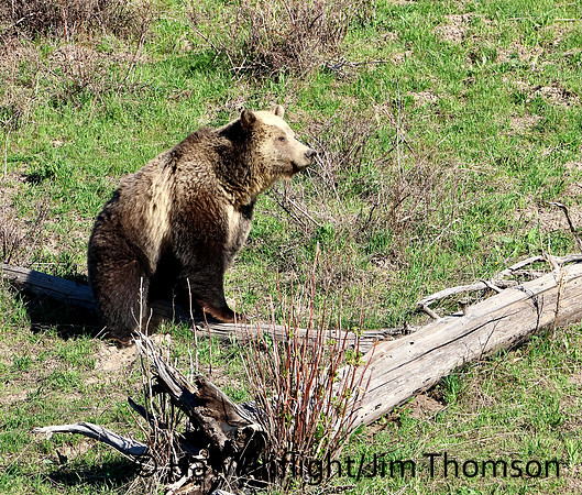 Grizzly Bear