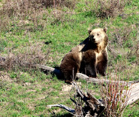 Grizzly Bear