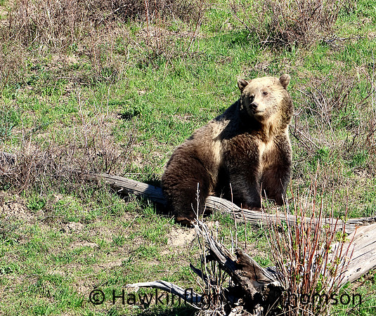 Grizzly Bear