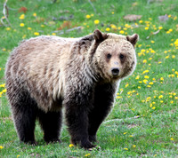 Grizzly Bear