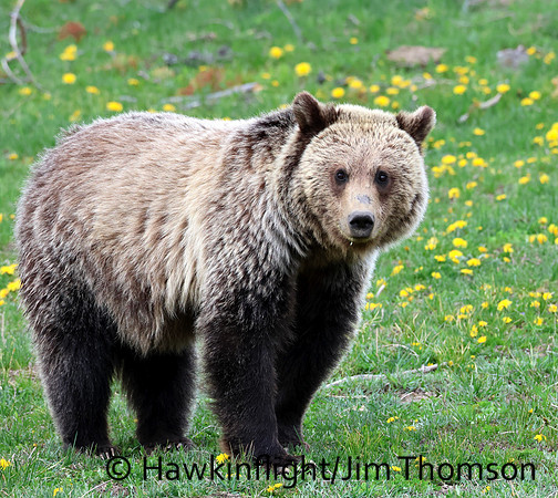 Grizzly Bear