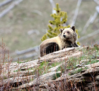 Grizzly Bear
