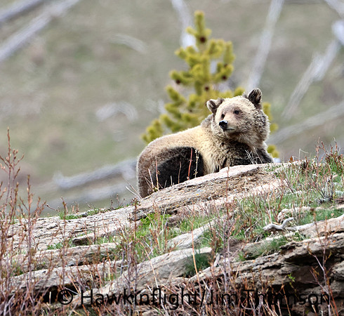 Grizzly Bear