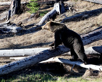 Grizzly Bear