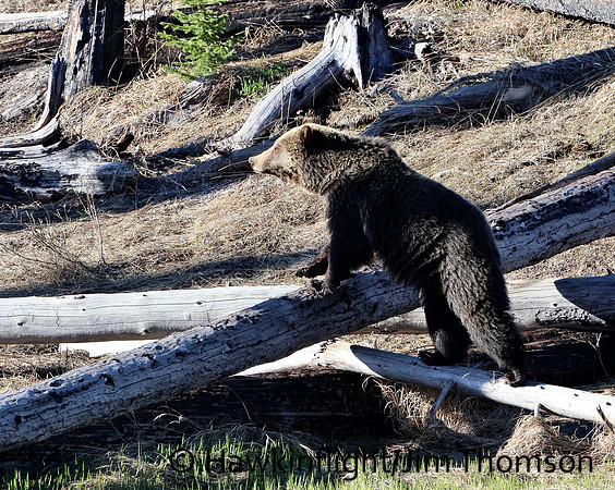 Grizzly Bear