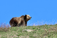 Grizzly Bear