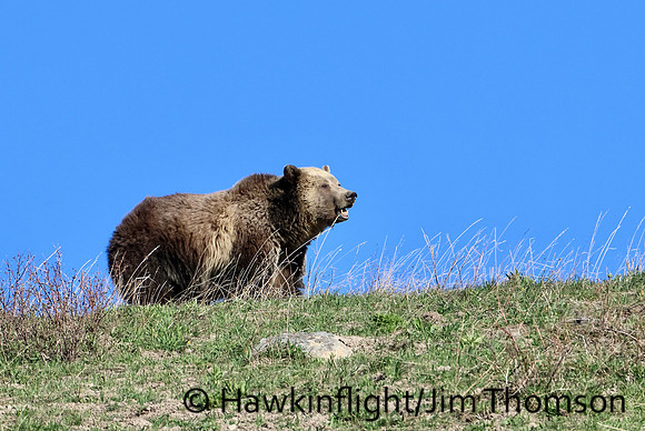 Grizzly Bear