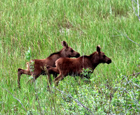 Moose