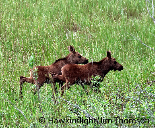 Moose