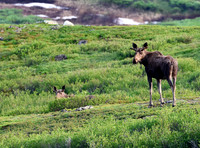 Moose