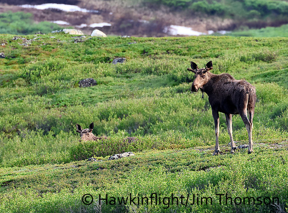 Moose