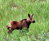 Moose