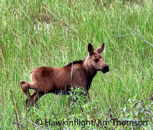Moose
