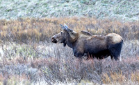 Moose