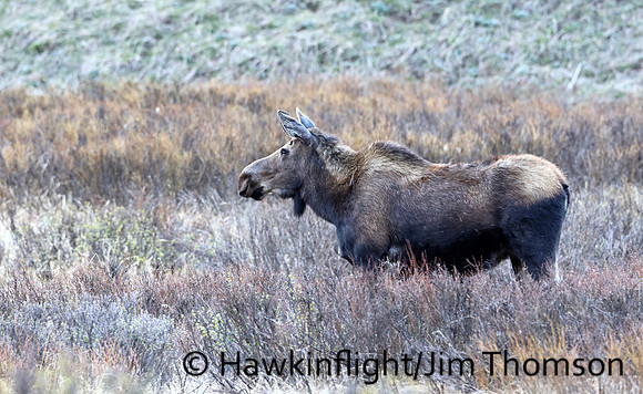 Moose