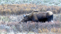 Moose
