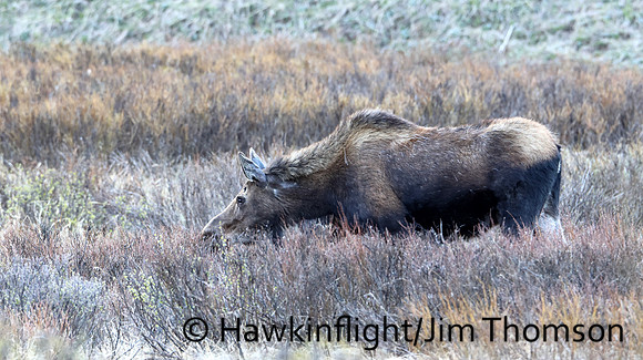 Moose