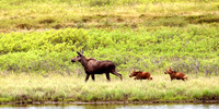 Moose