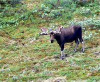 Moose