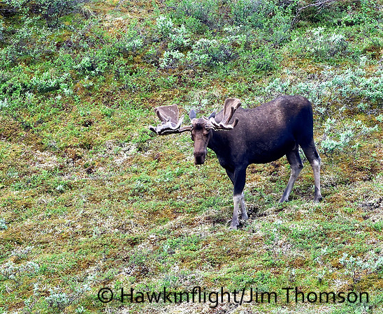 Moose