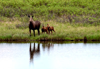 Moose